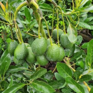 Fruta Fresca