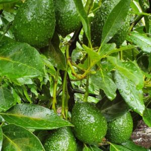 Fruta Fresca