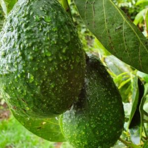Fruta Fresca