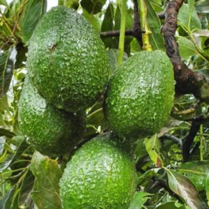 Fruta Fresca