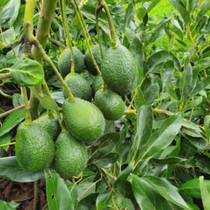 Fruta Fresca